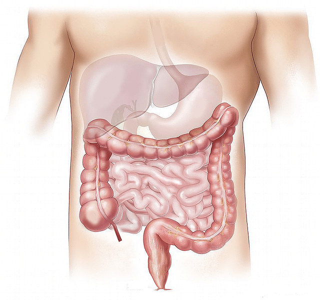 小腸と大腸のイラスト