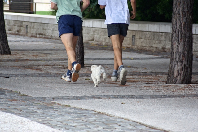 ジョギングをしている二人の男性と子犬
