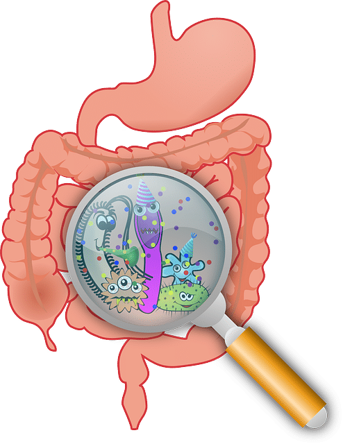 腸内細菌のイラスト